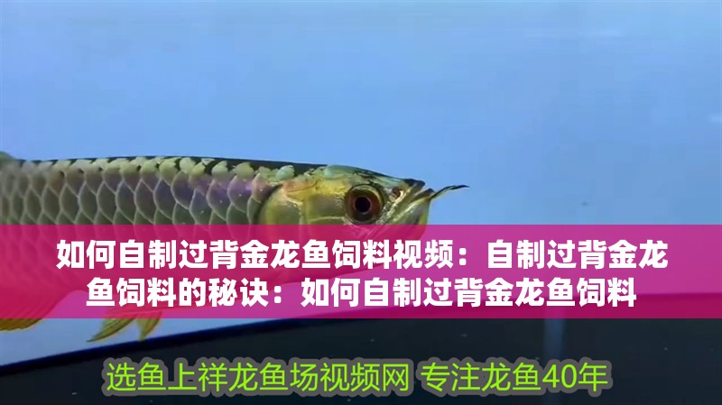 如何自制過背金龍魚飼料視頻：自制過背金龍魚飼料的秘訣：如何自制過背金龍魚飼料 如何自制過背金龍魚飼料視頻：自制過背金龍魚飼料的秘訣：如何自制過背金龍魚飼料 水族問答
