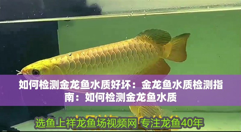 如何檢測金龍魚水質好壞：金龍魚水質檢測指南：如何檢測金龍魚水質
