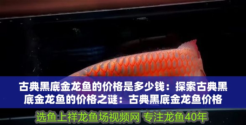 古典黑底金龍魚的價(jià)格是多少錢：探索古典黑底金龍魚的價(jià)格之謎：古典黑底金龍魚價(jià)格