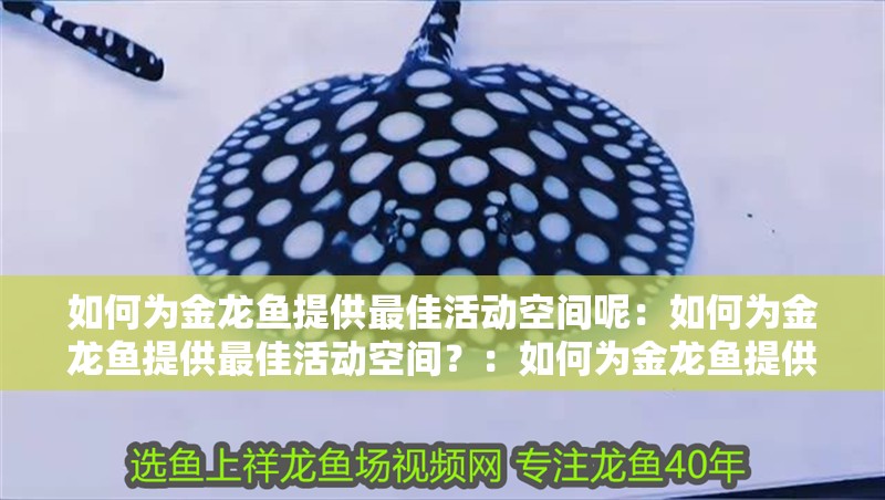 如何為金龍魚提供最佳活動空間呢：如何為金龍魚提供最佳活動空間？：如何為金龍魚提供一個適宜的活動空間