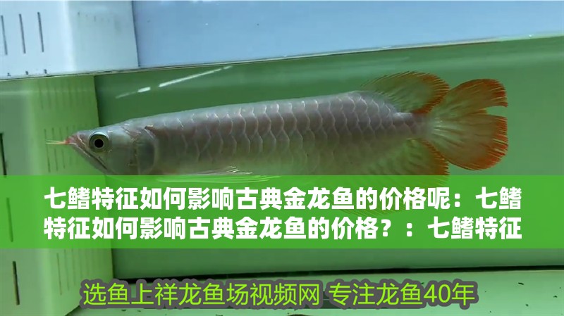 七鰭特征如何影響古典金龍魚(yú)的價(jià)格呢：七鰭特征如何影響古典金龍魚(yú)的價(jià)格？：七鰭特征對(duì)古典金龍魚(yú)價(jià)格的影響