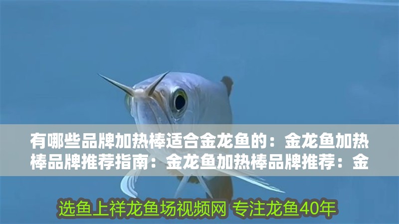 有哪些品牌加熱棒適合金龍魚的：金龍魚加熱棒品牌推薦指南：金龍魚加熱棒品牌推薦：金龍魚加熱棒品牌推薦指南