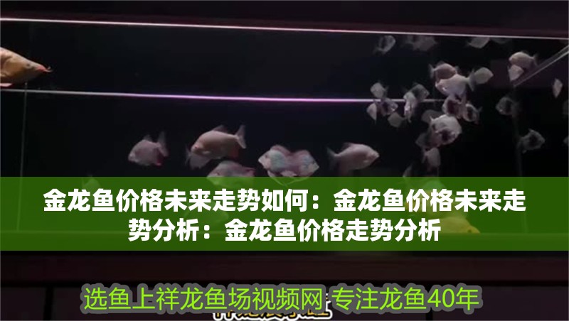 金龍魚價格未來走勢如何：金龍魚價格未來走勢分析：金龍魚價格走勢分析