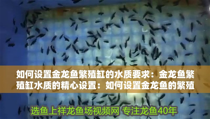 如何設(shè)置金龍魚繁殖缸的水質(zhì)要求：金龍魚繁殖缸水質(zhì)的精心設(shè)置：如何設(shè)置金龍魚的繁殖缸水質(zhì)