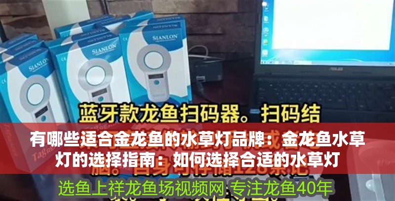 有哪些適合金龍魚的水草燈品牌：金龍魚水草燈的選擇指南：如何選擇合適的水草燈