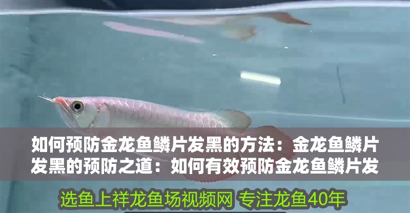 如何預(yù)防金龍魚鱗片發(fā)黑的方法：金龍魚鱗片發(fā)黑的預(yù)防之道：如何有效預(yù)防金龍魚鱗片發(fā)黑