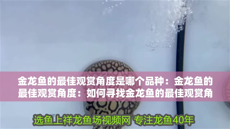 金龍魚的最佳觀賞角度是哪個品種：金龍魚的最佳觀賞角度：如何尋找金龍魚的最佳觀賞角度
