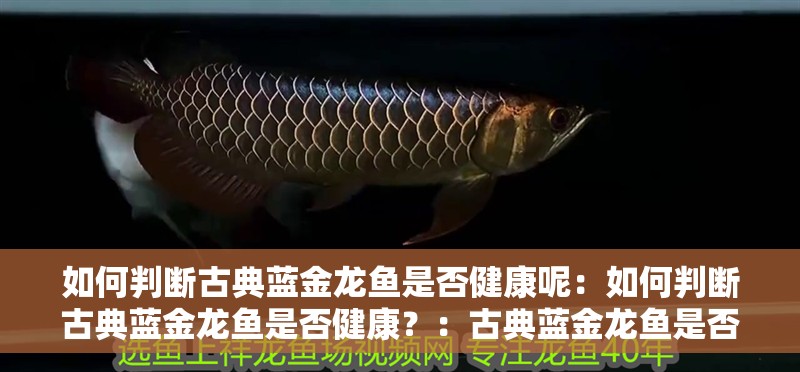 如何判斷古典藍金龍魚是否健康呢：如何判斷古典藍金龍魚是否健康？：古典藍金龍魚是否處于良好的健康狀況