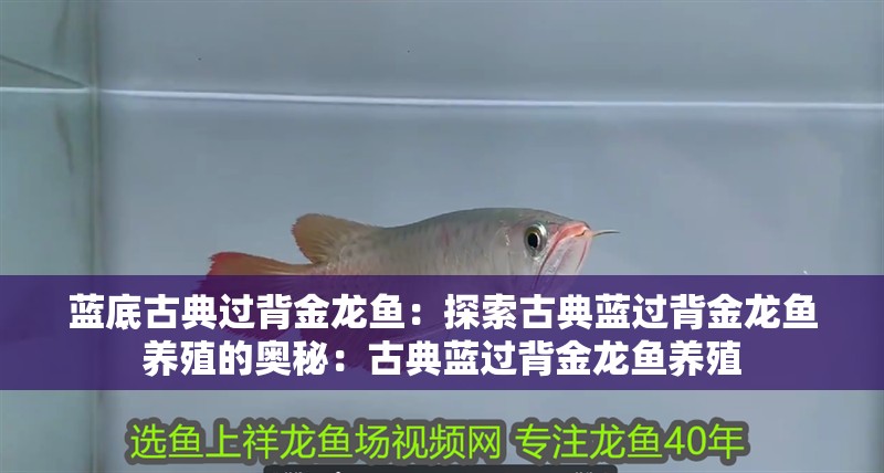 藍底古典過背金龍魚：探索古典藍過背金龍魚養殖的奧秘：古典藍過背金龍魚養殖