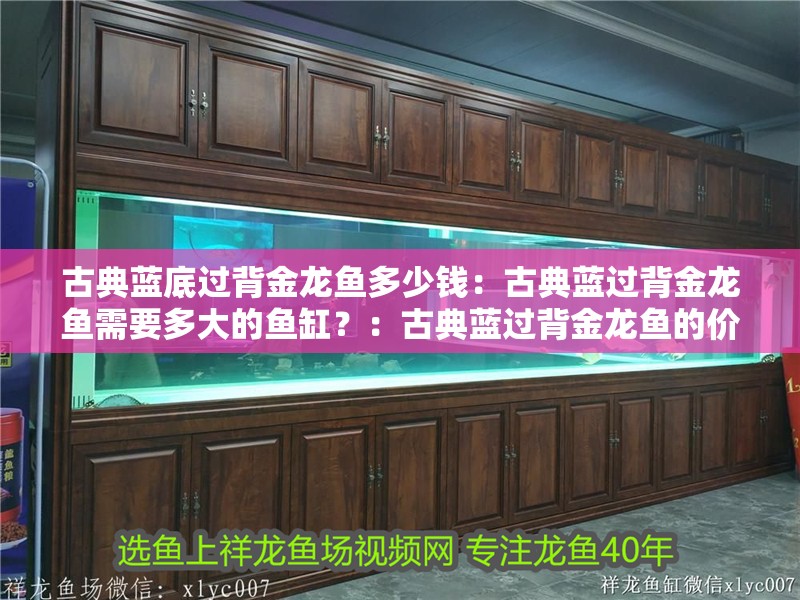 古典藍底過背金龍魚多少錢：古典藍過背金龍魚需要多大的魚缸？：古典藍過背金龍魚的價格及魚缸大小和古典藍過背金龍魚