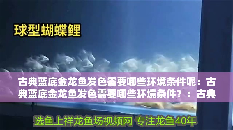 古典藍底金龍魚發色需要哪些環境條件呢：古典藍底金龍魚發色需要哪些環境條件？：古典藍底金龍魚發色需要哪些環境條件古典藍底金龍魚發色 古典藍底金龍魚發色需要哪些環境條件呢：古典藍底金龍魚發色需要哪些環境條件？：古典藍底金龍魚發色需要哪些環境條件古典藍底金龍魚發色 水族問答