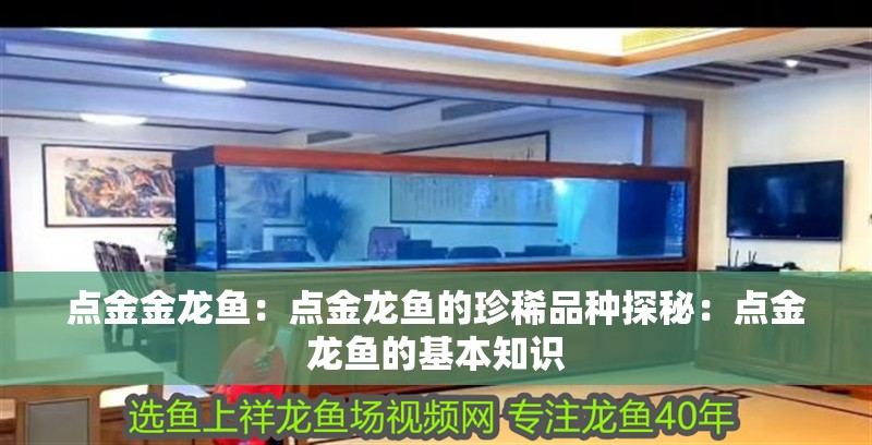 點金金龍魚：點金龍魚的珍稀品種探秘：點金龍魚的基本知識