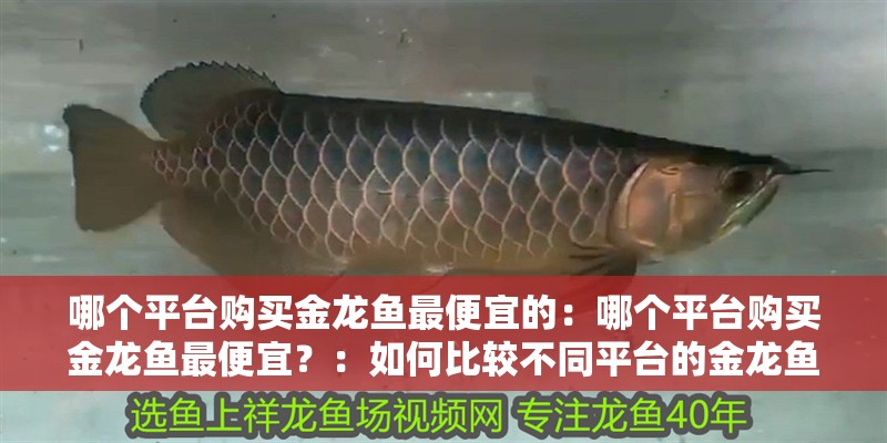 哪個平臺購買金龍魚最便宜的：哪個平臺購買金龍魚最便宜？：如何比較不同平臺的金龍魚