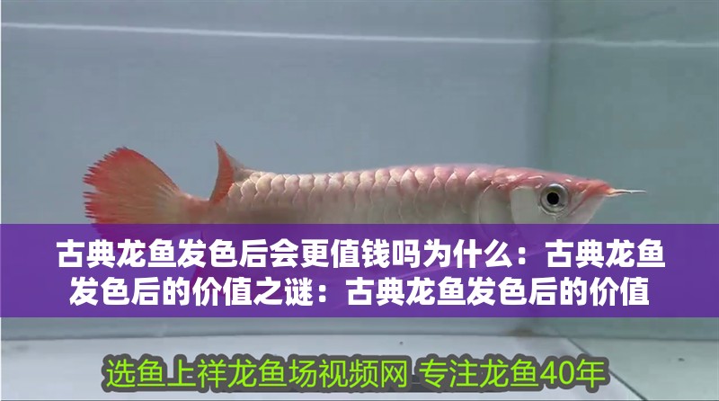 古典龍魚發色后會更值錢嗎為什么：古典龍魚發色后的價值之謎：古典龍魚發色后的價值
