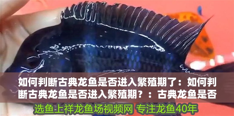 如何判斷古典龍魚是否進入繁殖期了：如何判斷古典龍魚是否進入繁殖期？：古典龍魚是否已經進入繁殖期