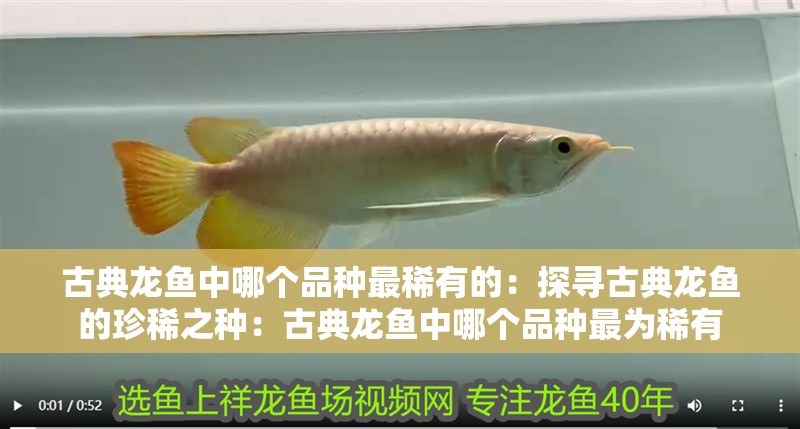 古典龍魚中哪個(gè)品種最稀有的：探尋古典龍魚的珍稀之種：古典龍魚中哪個(gè)品種最為稀有