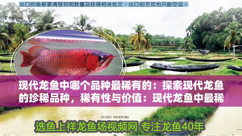 現(xiàn)代龍魚中哪個(gè)品種最稀有的：探索現(xiàn)代龍魚的珍稀品種，稀有性與價(jià)值：現(xiàn)代龍魚中最稀有的幾個(gè)品種