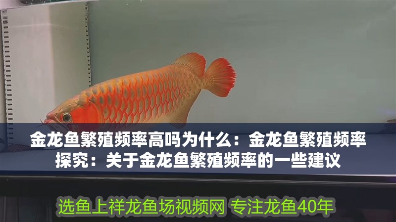 金龍魚繁殖頻率高嗎為什么：金龍魚繁殖頻率探究：關于金龍魚繁殖頻率的一些建議