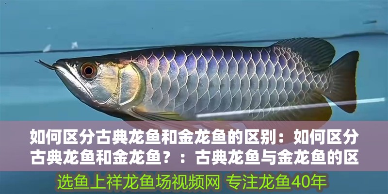 如何區(qū)分古典龍魚和金龍魚的區(qū)別：如何區(qū)分古典龍魚和金龍魚？：古典龍魚與金龍魚的區(qū)別