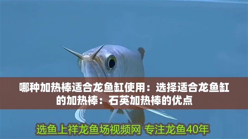 哪種加熱棒適合龍魚(yú)缸使用：選擇適合龍魚(yú)缸的加熱棒：石英加熱棒的優(yōu)點(diǎn)