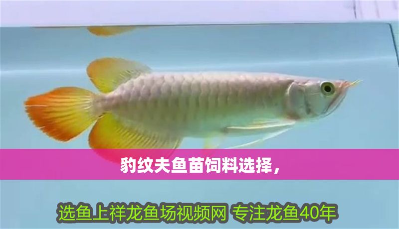 豹紋夫魚苗飼料選擇，