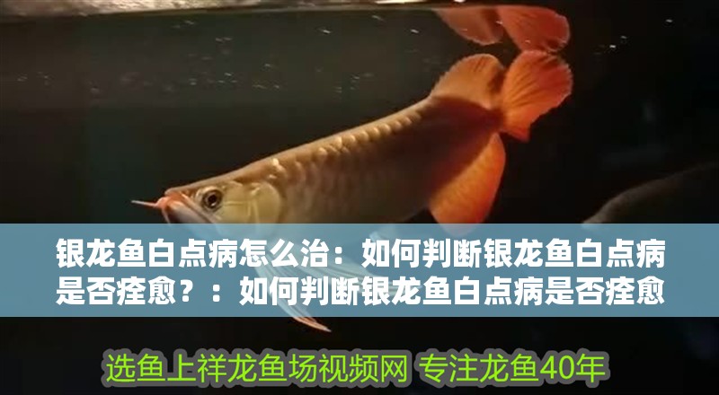 銀龍魚白點病怎么治：如何判斷銀龍魚白點病是否痊愈？：如何判斷銀龍魚白點病是否痊愈
