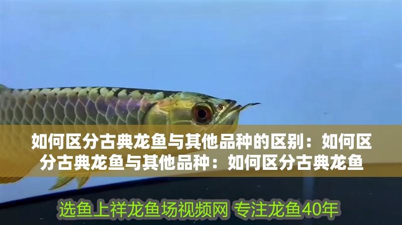 如何區(qū)分古典龍魚與其他品種的區(qū)別：如何區(qū)分古典龍魚與其他品種：如何區(qū)分古典龍魚