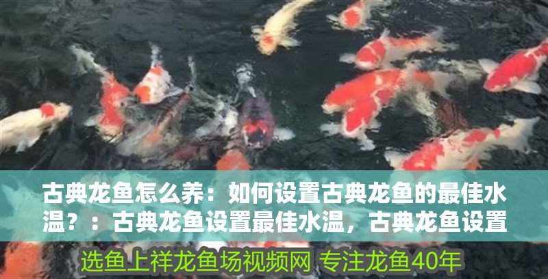 古典龍魚(yú)怎么養(yǎng)：如何設(shè)置古典龍魚(yú)的最佳水溫？：古典龍魚(yú)設(shè)置最佳水溫，古典龍魚(yú)設(shè)置最佳的水溫是最佳水溫