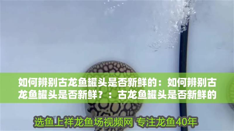 如何辨別古龍魚罐頭是否新鮮的：如何辨別古龍魚罐頭是否新鮮？：古龍魚罐頭是否新鮮的古龍魚罐頭是否新鮮的古龍魚罐頭