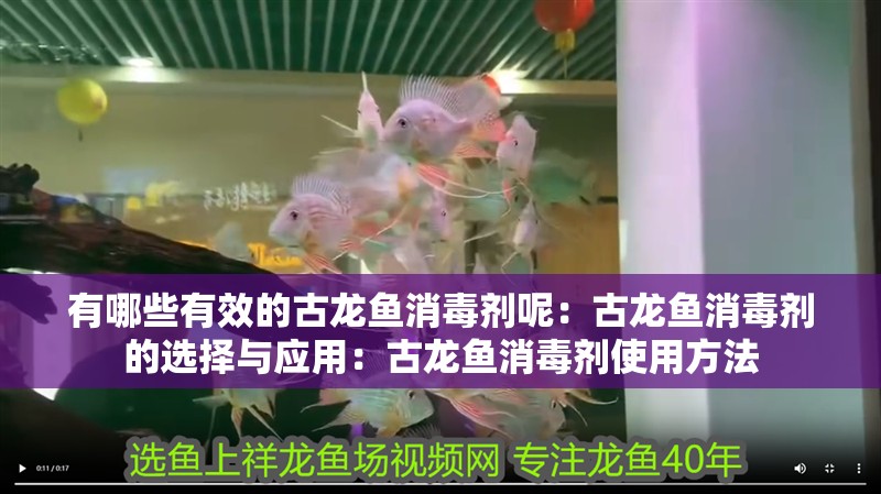 有哪些有效的古龍魚消毒劑呢：古龍魚消毒劑的選擇與應用：古龍魚消毒劑使用方法