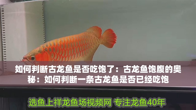 如何判斷古龍魚是否吃飽了：古龍魚飽腹的奧秘：如何判斷一條古龍魚是否已經吃飽