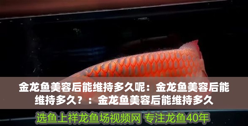 金龍魚美容后能維持多久呢：金龍魚美容后能維持多久？：金龍魚美容后能維持多久