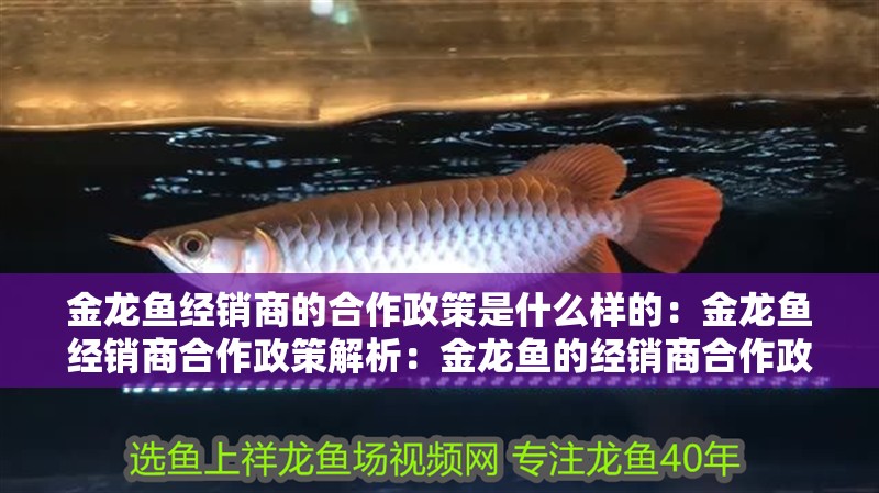 金龍魚經(jīng)銷商的合作政策是什么樣的：金龍魚經(jīng)銷商合作政策解析：金龍魚的經(jīng)銷商合作政策