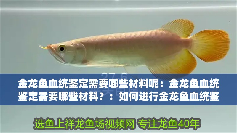 金龍魚血統鑒定需要哪些材料呢：金龍魚血統鑒定需要哪些材料？：如何進行金龍魚血統鑒定