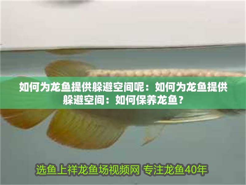 如何為龍魚提供躲避空間呢：如何為龍魚提供躲避空間：如何保養(yǎng)龍魚？ 如何為龍魚提供躲避空間呢：如何為龍魚提供躲避空間：如何保養(yǎng)龍魚？ 水族問答