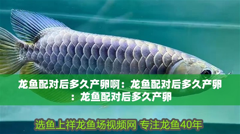 龍魚配對后多久產卵?。糊堲~配對后多久產卵：龍魚配對后多久產卵 龍魚配對后多久產卵?。糊堲~配對后多久產卵：龍魚配對后多久產卵 水族問答