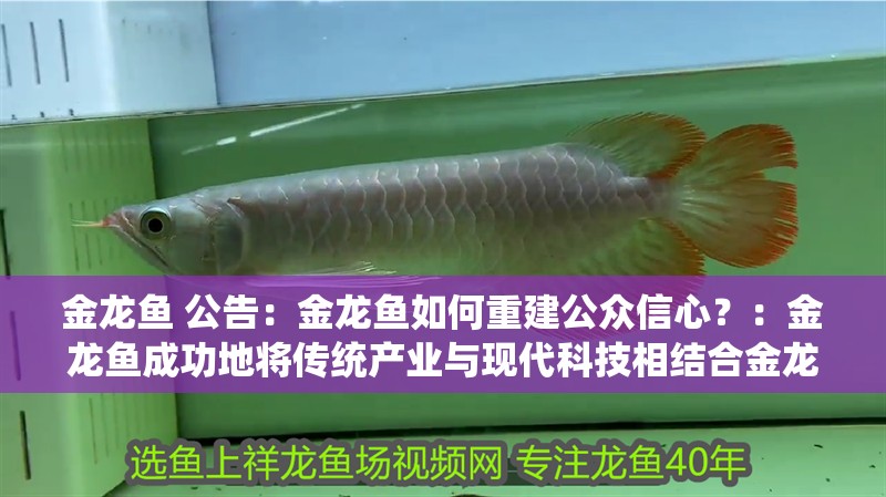 金龍魚(yú) 公告：金龍魚(yú)如何重建公眾信心？：金龍魚(yú)成功地將傳統(tǒng)產(chǎn)業(yè)與現(xiàn)代科技相結(jié)合金龍魚(yú)發(fā)布公告