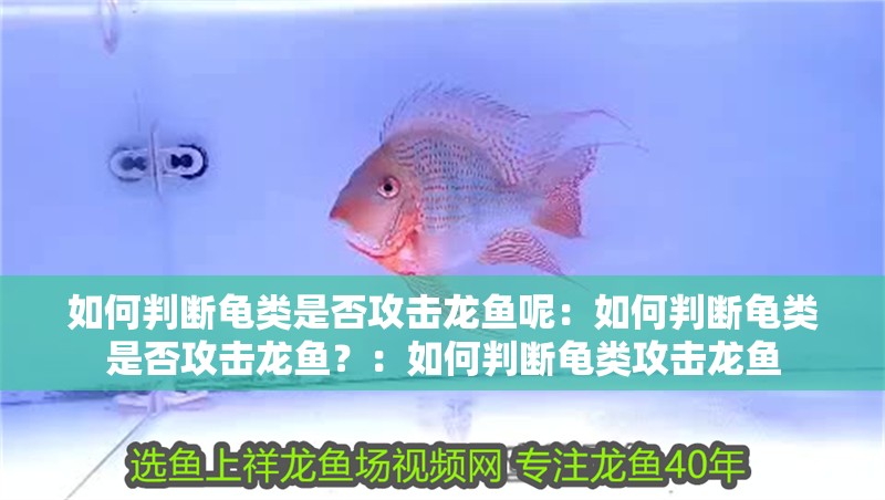 如何判斷龜類是否攻擊龍魚呢：如何判斷龜類是否攻擊龍魚？：如何判斷龜類攻擊龍魚