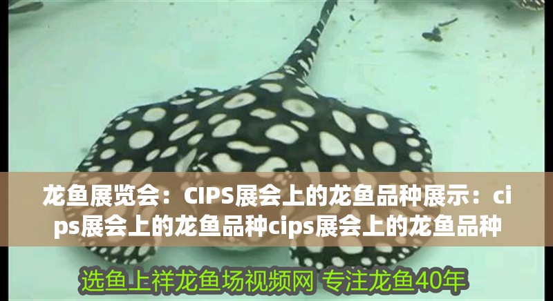 龍魚展覽會(huì)：CIPS展會(huì)上的龍魚品種展示：cips展會(huì)上的龍魚品種cips展會(huì)上的龍魚品種