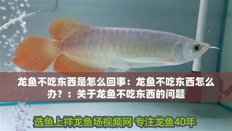 龍魚不吃東西是怎么回事：龍魚不吃東西怎么辦？：關于龍魚不吃東西的問題