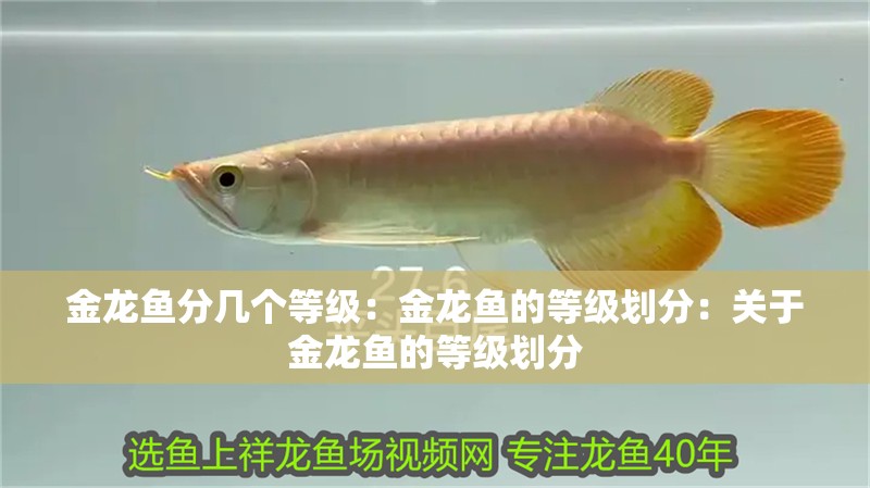 魚缸用增氧泵價格是多少:魚缸增氧機-xtrac增氧機-xtrac增氧機 金龍魚分幾個等級:金龍魚的等級劃分:關于金龍魚的等級劃分 水族問答 金龍魚分幾個等級:金龍魚的等級劃分:關于金龍魚的等級劃分 金龍魚分幾個等級:金龍魚的等級劃分:關于金龍魚的等級劃分 水族問答