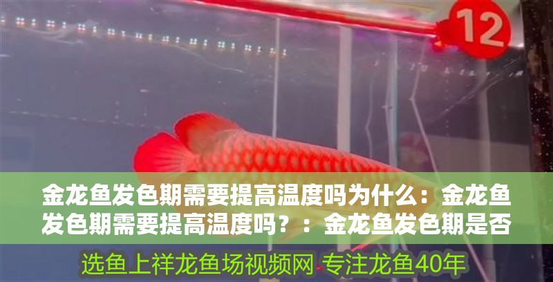 金龍魚(yú)發(fā)色期需要提高溫度嗎為什么：金龍魚(yú)發(fā)色期需要提高溫度嗎？：金龍魚(yú)發(fā)色期是否需要提高水溫