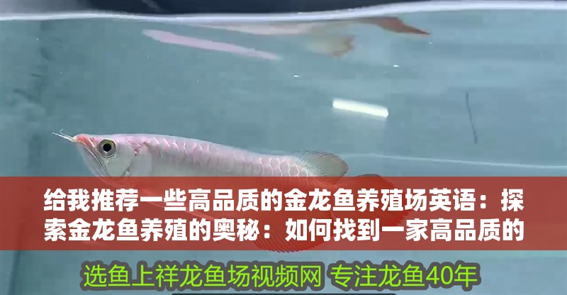 給我推薦一些高品質的金龍魚養殖場英語：探索金龍魚養殖的奧秘：如何找到一家高品質的金龍魚養殖場成為一個令人頭疼的問題