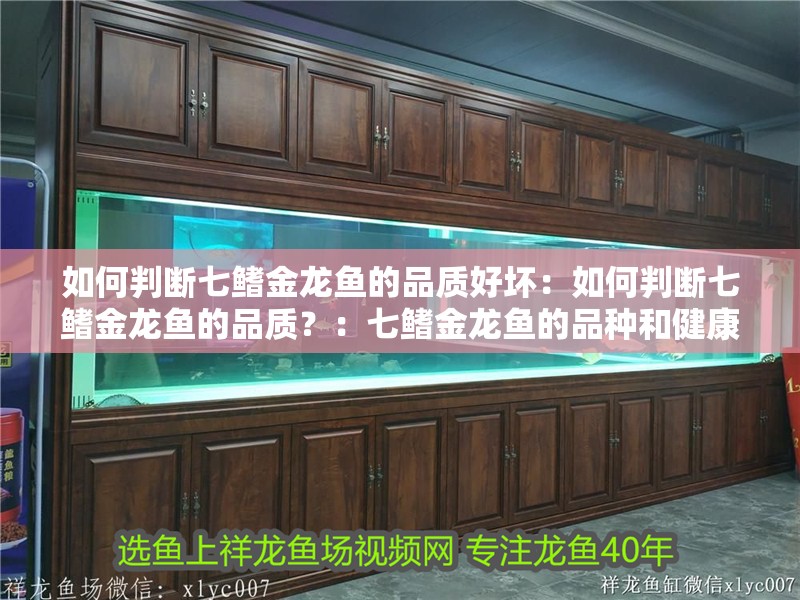 如何判斷七鰭金龍魚的品質好壞：如何判斷七鰭金龍魚的品質？：七鰭金龍魚的品種和健康狀況是判斷其品質的重要依據