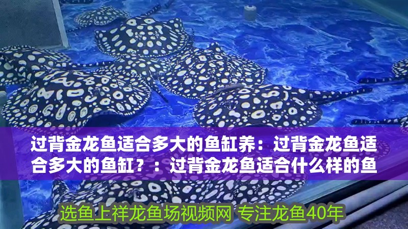 過背金龍魚適合多大的魚缸養：過背金龍魚適合多大的魚缸？：過背金龍魚適合什么樣的魚缸
