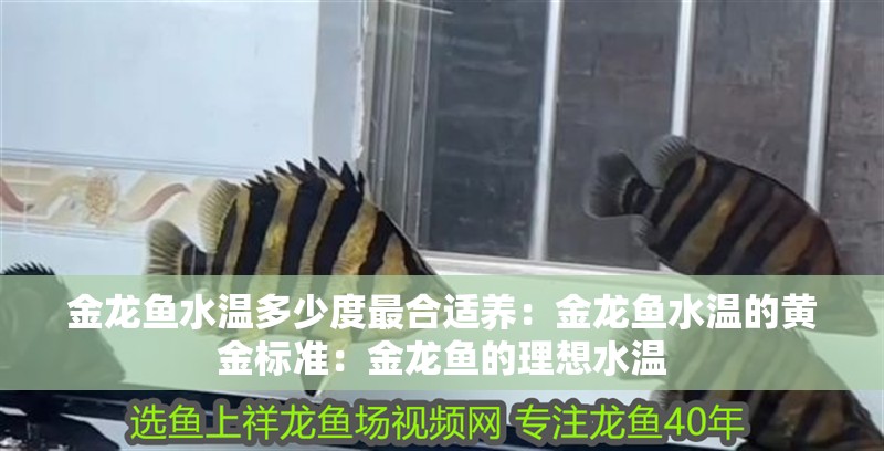 金龍魚(yú)水溫多少度最合適養(yǎng)：金龍魚(yú)水溫的黃金標(biāo)準(zhǔn)：金龍魚(yú)的理想水溫