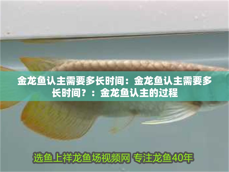 金龍魚認主需要多長時間：金龍魚認主需要多長時間？：金龍魚認主的過程