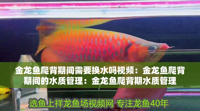 金龍魚爬背期間需要換水嗎視頻：金龍魚爬背期間的水質管理：金龍魚爬背期水質管理