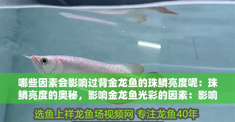 哪些因素會(huì)影響過(guò)背金龍魚(yú)的珠鱗亮度呢：珠鱗亮度的奧秘，影響金龍魚(yú)光彩的因素：影響金龍魚(yú)珠鱗亮度的幾個(gè)因素