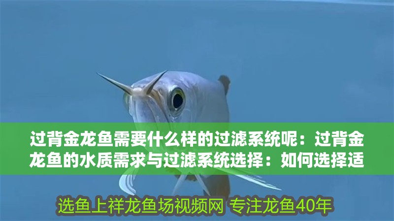 過背金龍魚需要什么樣的過濾系統呢：過背金龍魚的水質需求與過濾系統選擇：如何選擇適合過背金龍魚的過濾系統的過濾系統的重要指導